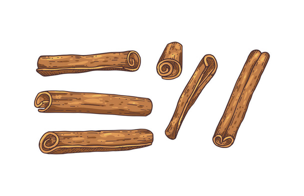 Set of Cinnamon sticks or rolls engraving colored vector illustration isolated. - Διάνυσμα, εικόνα