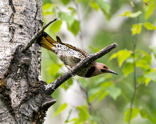 北のフリッカーオスの鳥のクローズアップビューは、その環境や鳥の季節の間に周囲の生息地の枝にぼやけた緑の背景と交配に浸透しました。画像。写真だ。肖像画。写真. - 写真・画像