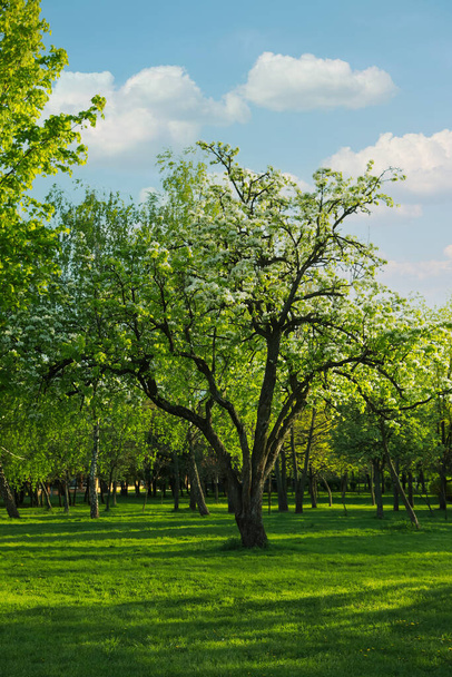 Beautiful trees with green leaves in park on sunny day - Foto, immagini