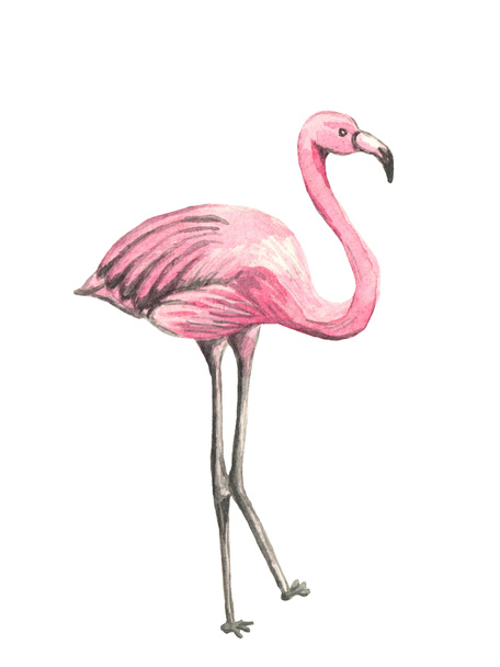 Flamingó akvarell illusztráció. Elszigetelve a fehérektől. Állatok, vadállatok, gyönyörű madarak, állatkert. Rózsaszín rajz. Tervező elemek. Paradicsomi trópusi szimbólum. - Fotó, kép