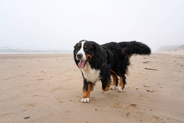 Joyeux chien de montagne bernois qui court sur la plage - Photo, image