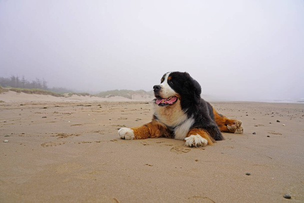  Bernese Mountain Dog relajándose en la playa de arena  - Foto, Imagen