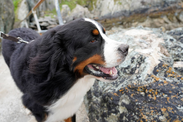 Cane da montagna bernese sulla spiaggia rocciosa  - Foto, immagini