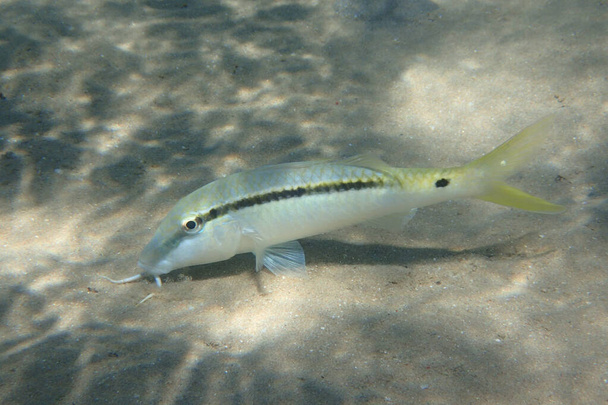 Parupeneus forsskali ψάρια από την Ερυθρά Θάλασσα  - Φωτογραφία, εικόνα