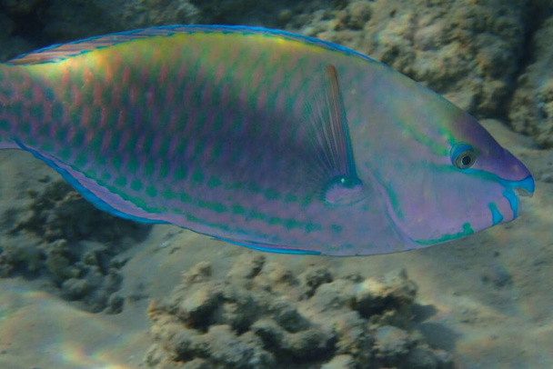 poisson perroquet de l'Egypte comme bel animal de mer rouge - Photo, image