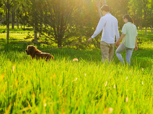 Jeunes amoureux promenant des chiens dans le parc - Photo, image