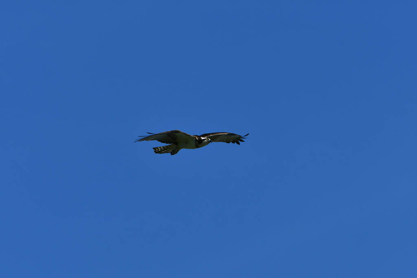 Osprey szárnyakkal szárnyalva repül. - Fotó, kép