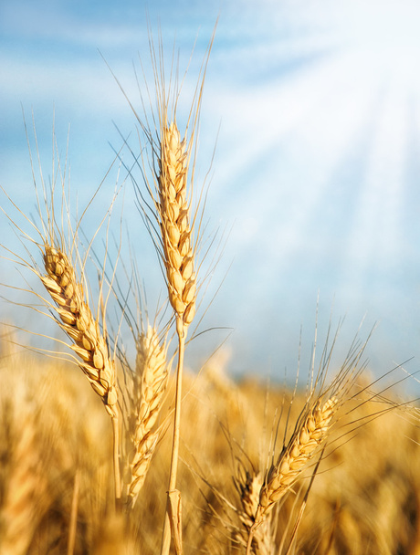uši pšenice a sluneční paprsky - Fotografie, Obrázek
