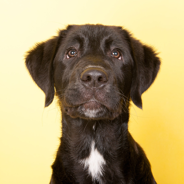 Cross breed dog portrait - Fotoğraf, Görsel