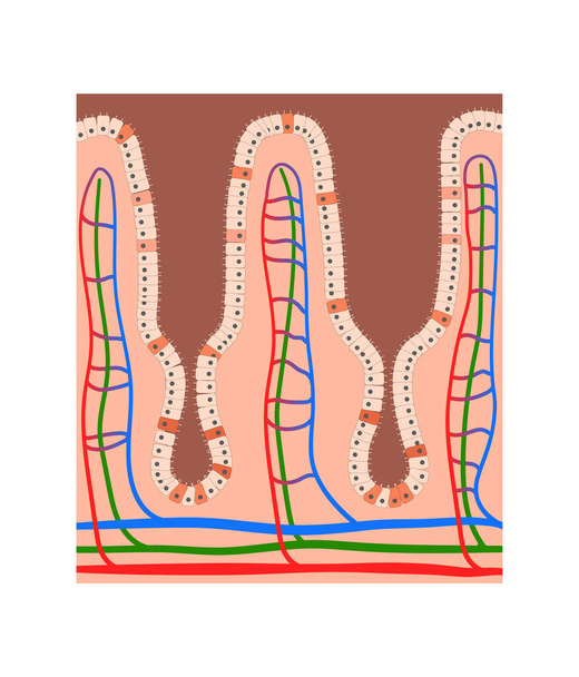 Anatomie der Darmzotten, Epithelzellen mit Mikrozotten und Kapillarnetzwerk detaillierte Abbildung, 2d - Foto, Bild