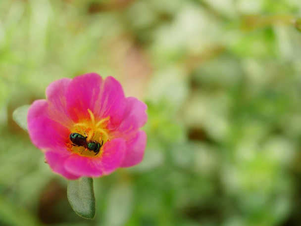ape da fiore Primo piano di una grande ape a strisce che raccoglie polline su fiori gialli. Bandiera macro. - Foto, immagini