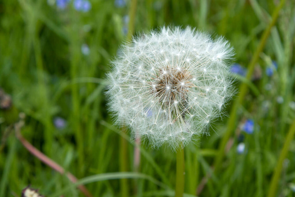 Blooming fluffy dandelion with selected focus in the green field close up - Photo, Image
