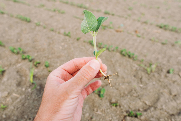 Male farmer inspecting soybean crops in field, close up of hand with selective focus - 写真・画像