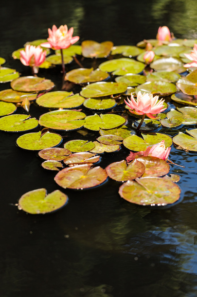 Цветущие водные лилии - Фото, изображение
