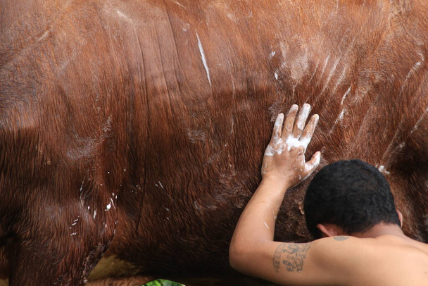 Les vaches dans les fermes sont baignées dans de l'eau propre pour l'hygiène de la peau. - Photo, image