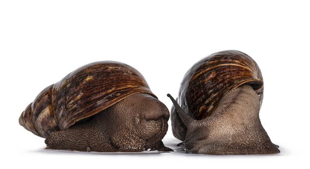 Two Giant West African snails, togerther. Isolated on a white background. - Photo, Image