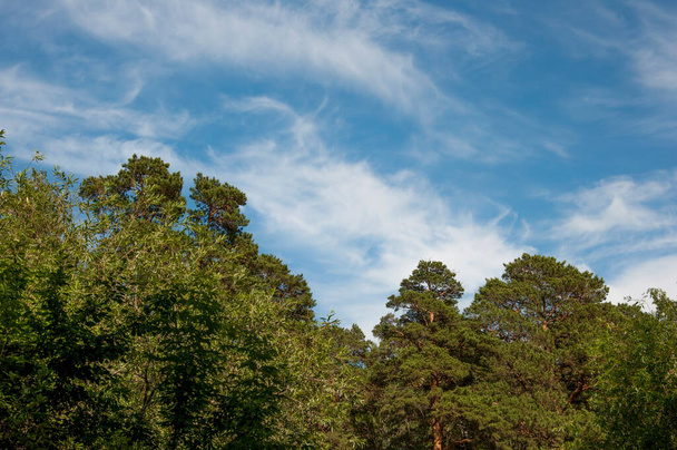 Der Himmel mit den Wipfeln der Bäume. Blick vom Erdgeschoss nach oben. Schöne Natur. Blauer Himmel mit Sonne  - Foto, Bild