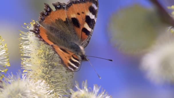 Der Schmetterling "Urtikaria" sammelt Nektar von einer blühenden Weide. die Flügel sind oben ziegelrot, mit einer Anzahl großer schwarzer Flecken, die durch gelbe Zwischenräume am Küstenrand getrennt sind - Filmmaterial, Video