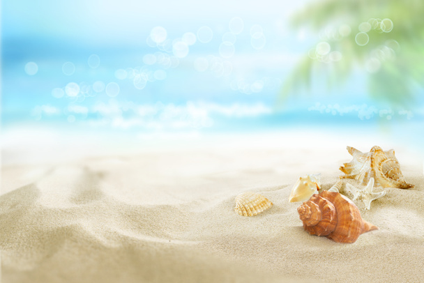 Kleine schelpen in het zand. Uitzicht op het zonnige tropische strand. Zomerdag.  - Foto, afbeelding