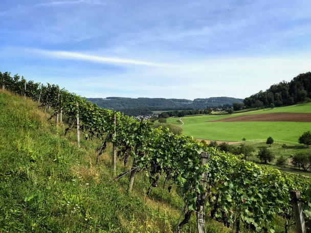 Swiss landscape including vineyard - Photo, Image