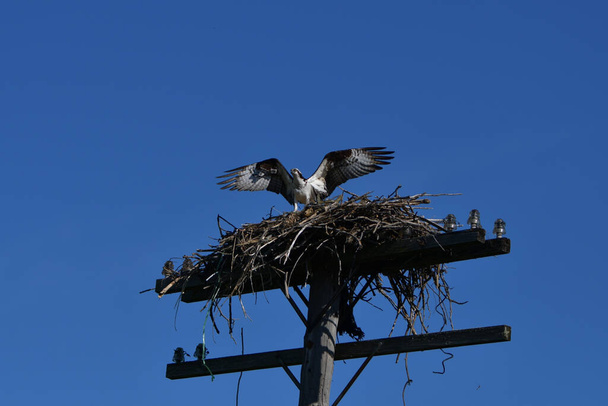 Osprey usiadł z boku gniazda z rozpostartymi skrzydłami - Zdjęcie, obraz