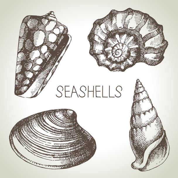 手描きの貝殻 - ベクター画像