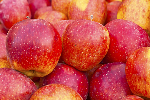 červené zralé a žluté jablko - Fotografie, Obrázek