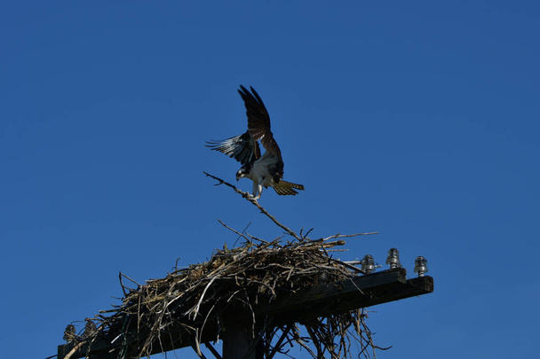Osprey in volo porta un bastone al nido in cima al palo del telefono - Foto, immagini