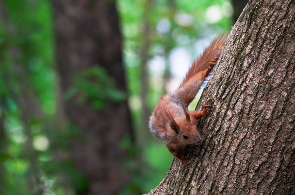 Κόκκινος Σκίουρος σε δέντρο σε δημόσιο πάρκο. Ταΐζοντας κοινούς σκίουρους. Τρώνε καρύδια. Αναζήτηση τροφίμων στη φύση. - Φωτογραφία, εικόνα