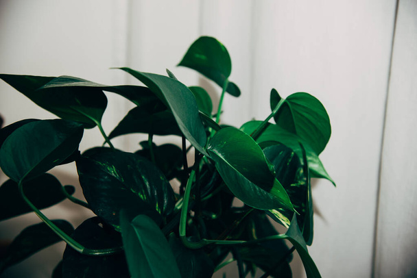 Tmavě velké krásné zelené listy exotické pokojové rostliny  - Fotografie, Obrázek