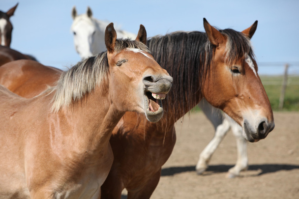 Хорошие лошади скучные в загоне вместе
 - Фото, изображение