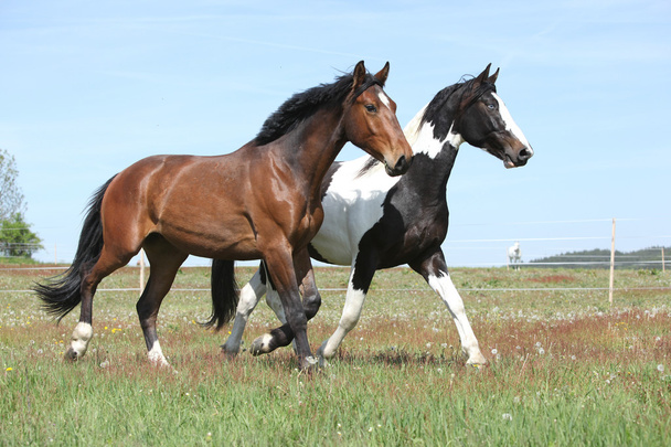 twee geweldige paarden waarop lente weidegronden - Foto, afbeelding
