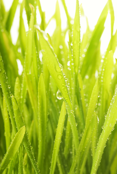 Gros plan de l'herbe verte avec des gouttes de pluie dessus
 - Photo, image