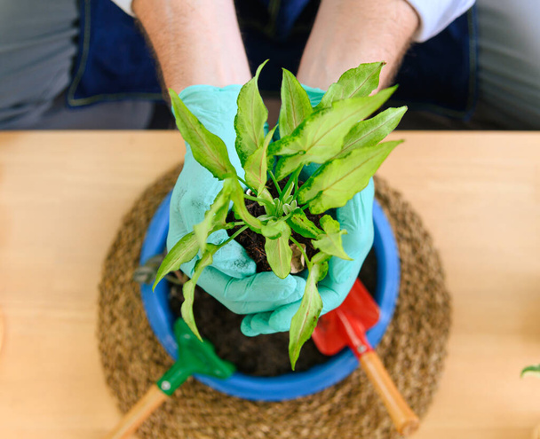 Bahçıvan kıdemli bir adamın elinde toprakla yeni filizlenmiş bir tohumu evdeki bahçıvanlık hobisi olarak tutması. yeni yaşam ve çevre koruma kavramı - Fotoğraf, Görsel