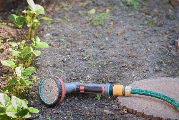 Sprinkleri vettä ja kumiletku makaa maaperässä puutarhassa  - Valokuva, kuva