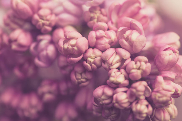 Lilac flowers. Beautiful spring background of flowering lilac. Selective soft focus, shallow depth of field. Blurred image, spring background. Purple, lilac and white. - Foto, Imagem