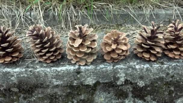 Several open pine cones stand in a row on a wall - Séquence, vidéo