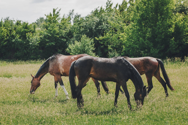 牧草地で美しい馬の放牧。夏の草原. - 写真・画像