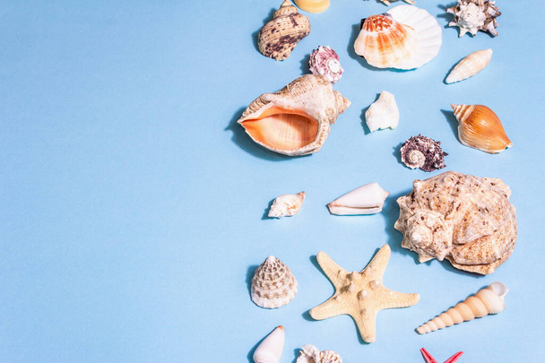 Summer vacation concept. Assorted seashells on a pastel blue background. A trendy hard light, dark shadow, flat lay, top view - Photo, Image