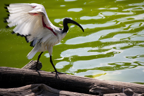 ibis Sacred Madagaskaru - Zdjęcie, obraz