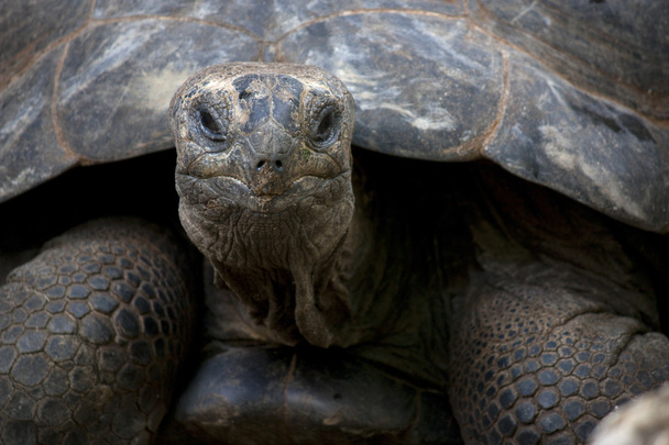 Земляная черепаха
 - Фото, изображение