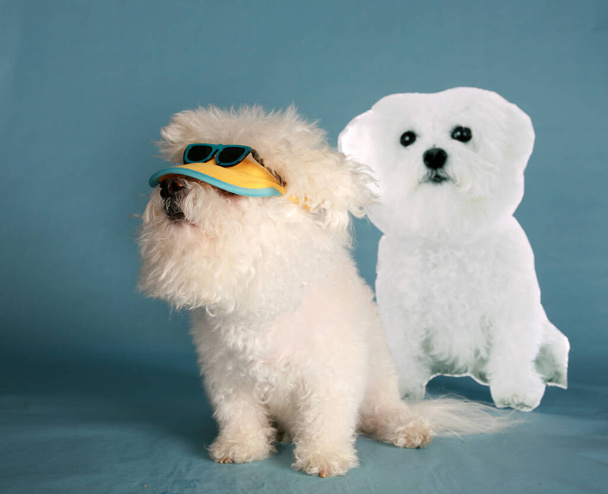 Bichon Frise. A Beautiful Bichon Frise Dog loves to play dress up for different holidays and events. Purebred Bichon Frise dog Costume Party. Easter photo shoot. cinco de mayo party. Easter Bunny Party. Birthday Party. Dog Dress Up Party. Dog Party.  - Photo, image