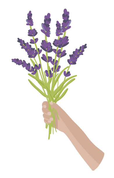 Elegant lavender bouquet, lavender bouquet, dried flowers, lilac color, isolated background, Vector illustration - Vector, Image