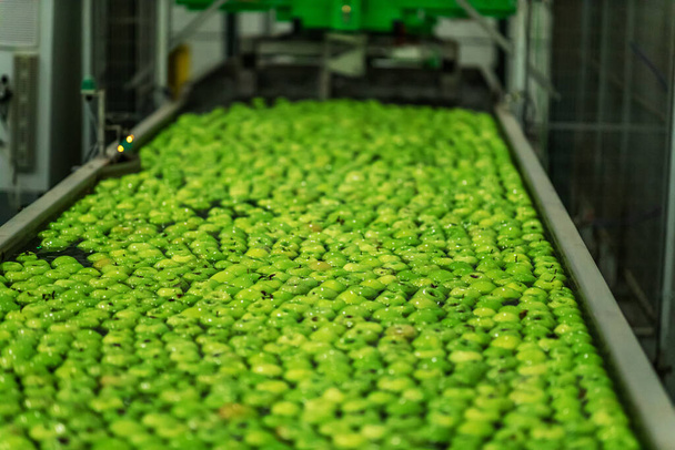 Industria ortofrutticola biologica. Produzione di mele verdi in uno stabilimento per la produzione e la distribuzione di frutta. Mela galleggiante, pulizia delle mele mature nello stabilimento di produzione con acqua - Foto, immagini