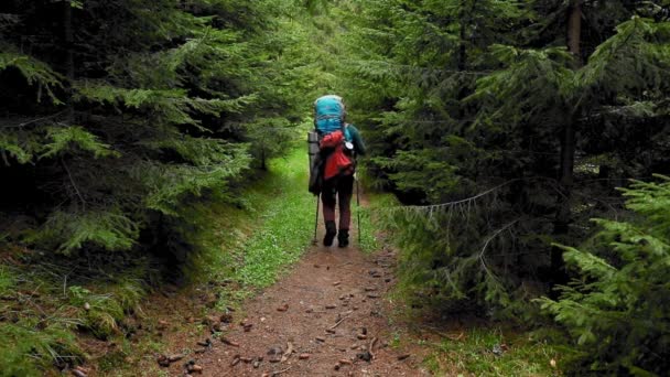 A hiker with a backpack walking through the mountain forest during spring - Video