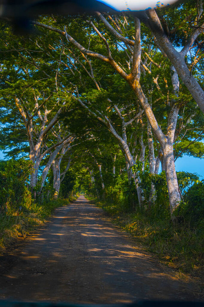 Δρόμος ζούγκλας με μεγάλα κλαδιά στην ακτή - Φωτογραφία, εικόνα