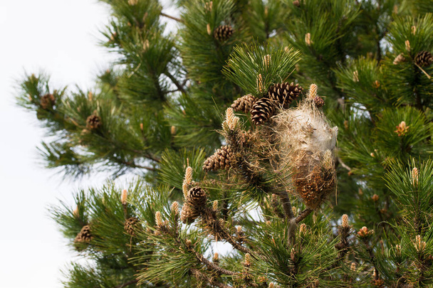 Kokonowe gniazdo sosnowych gąsienic procesjonalnych w sosnowym drzewie - Zdjęcie, obraz