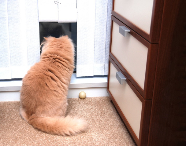 közeli macska néz ki kívülről - Fotó, kép