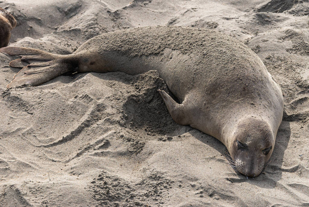 San Simeon, CA, EE.UU. - 12 de febrero de 2014: Elephant Seal Vista point. Primer plano de un mamífero gris grande sobre arena gris. - Foto, imagen