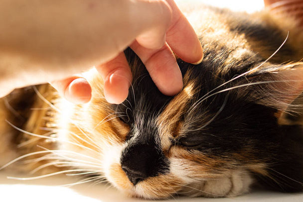 Retrato de gato de gengibre na luz solar close-up - Foto, Imagem
